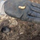 Found these guys in Princeville, didn't know they had made it this far, also has 2 trees infested...getting them treated