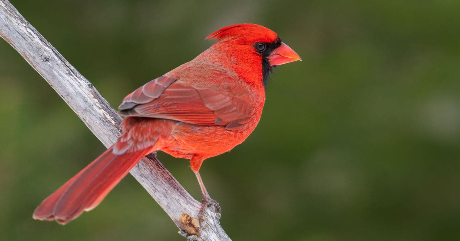 Bird Photography Could Be Good for Your Brain